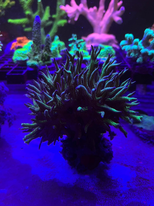 Seriatopora hystrix (Green) - L - WYSWG