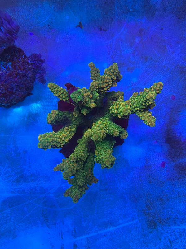 Acropora (WYSWG) - Mango 1