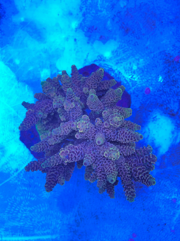 Acropora (WYSWG)