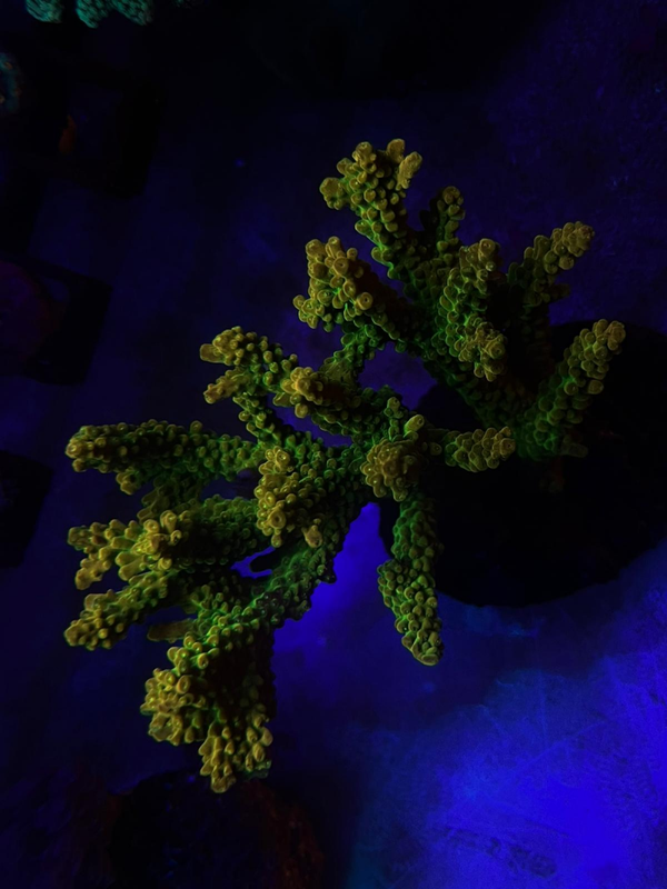 Acropora (WYSWG) - Mango 2