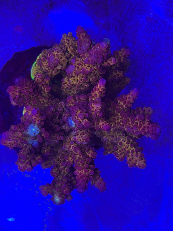 Acropora (WYSWG) Rainbow red/pink