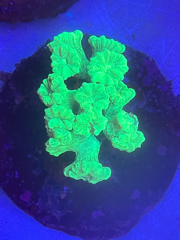 Caulastrea spp toxic green L - 12 polyps - WYSWG