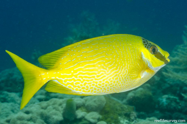Siganus puelloides  M