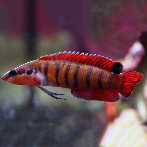 Belonepterygion fasciolatum