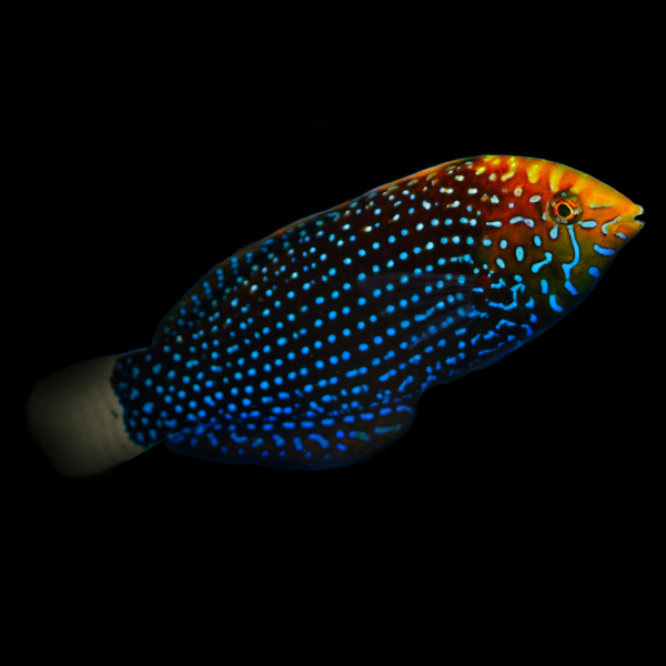 Macropharyngodon cyanoguttatus