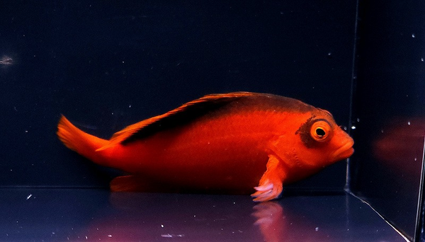 Neocirrhites armatus, Flame hawkfish M