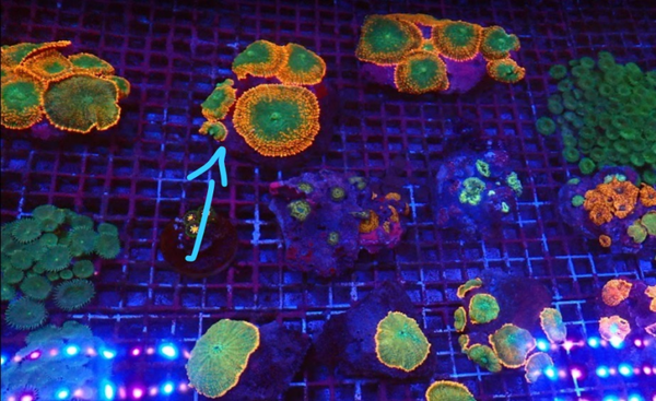 Rhodactis inchoata (Orange) (Premium) ROCK - WYSWG