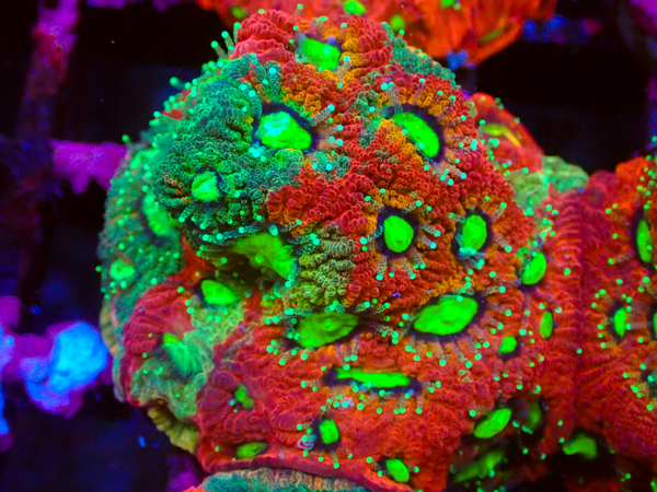Favites Pentagona frag