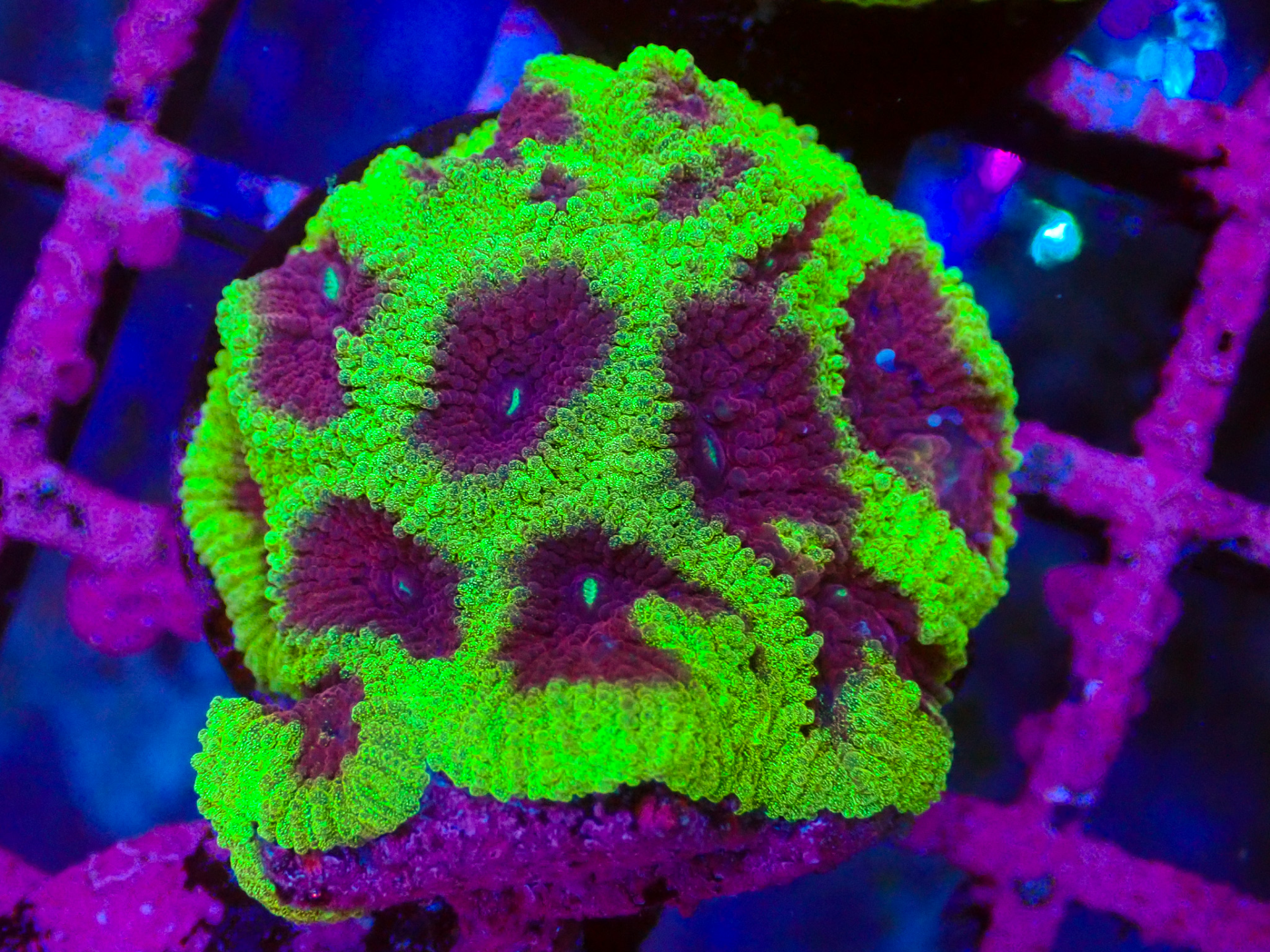 Favia Sp. Fragmented