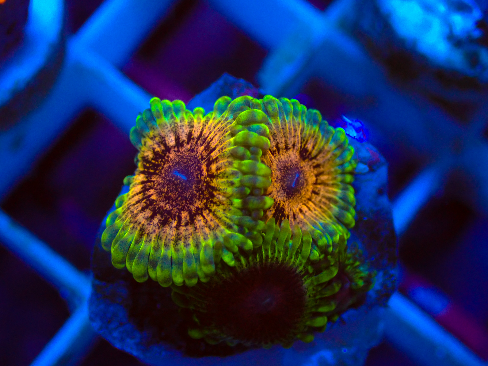 Zoanthus DC Rainbow Adonis  frag
