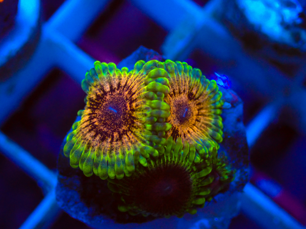 Zoanthus DC Rainbow Adonis  frag