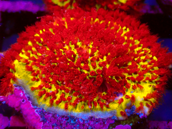 Burning Banana Stylocoeniella