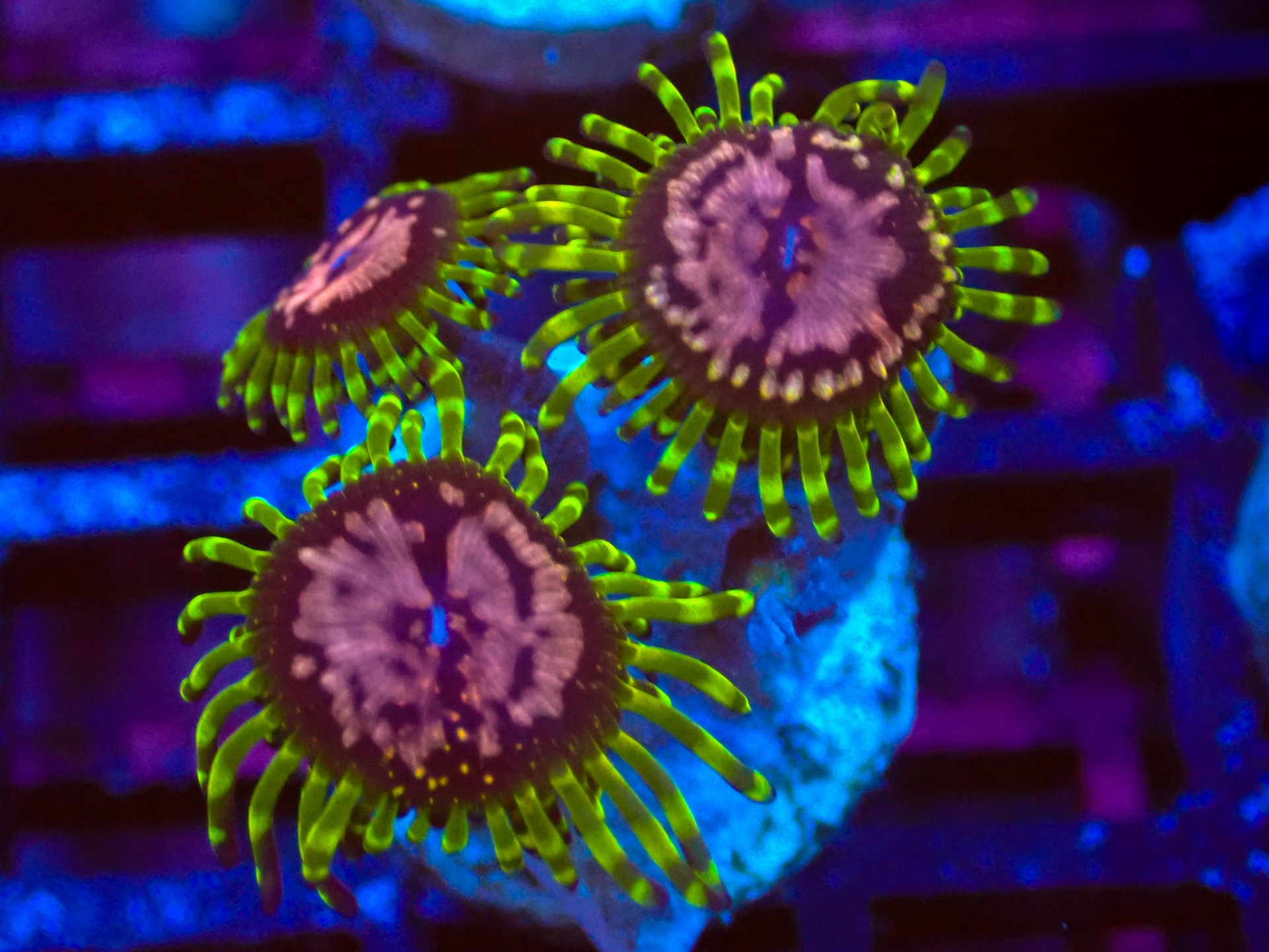 Purple Monster Zoa frag