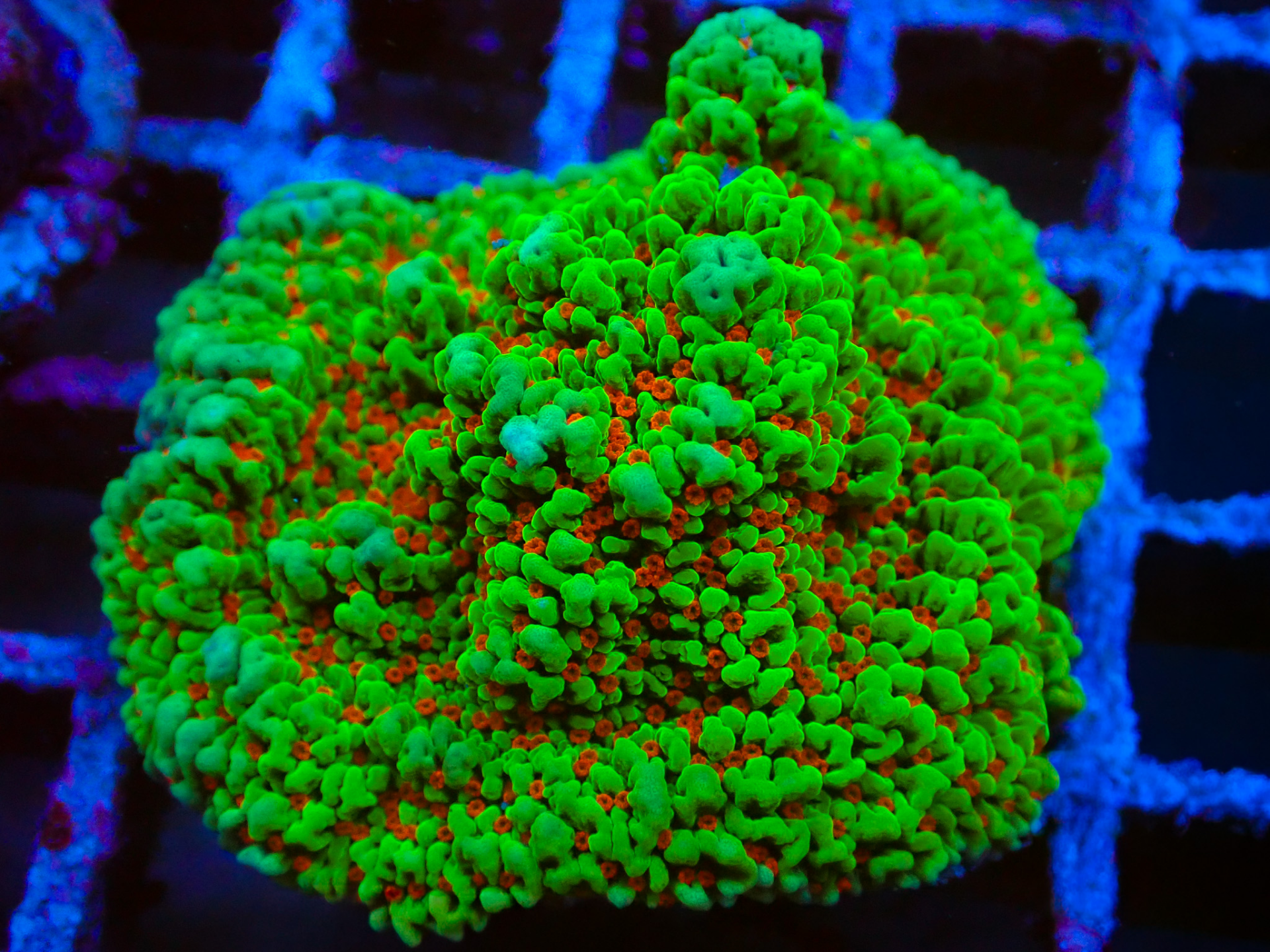 Chilli Peper Montipora frag