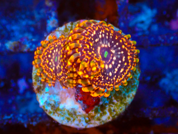 Utter Chaos Zoa frag