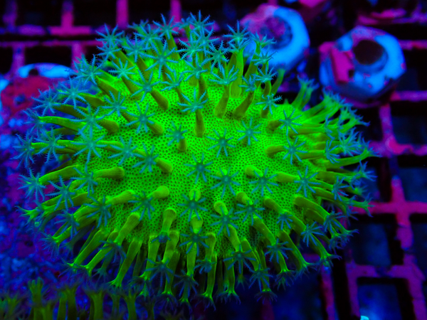 Sarco Weeping willow + White polyps