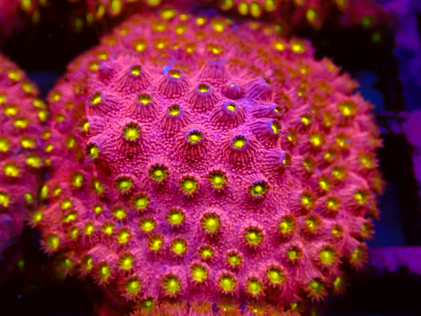 OG Bling Bling Cyphastrea