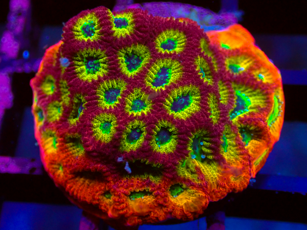 Lemon Lime Favia Frag