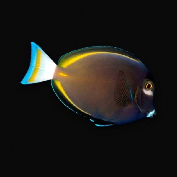 Acanthurus Nigricans - Whitecheek Tang (M)