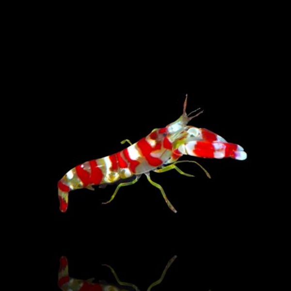 Alpheus Randalli - Red Banded Snapping Shrimp