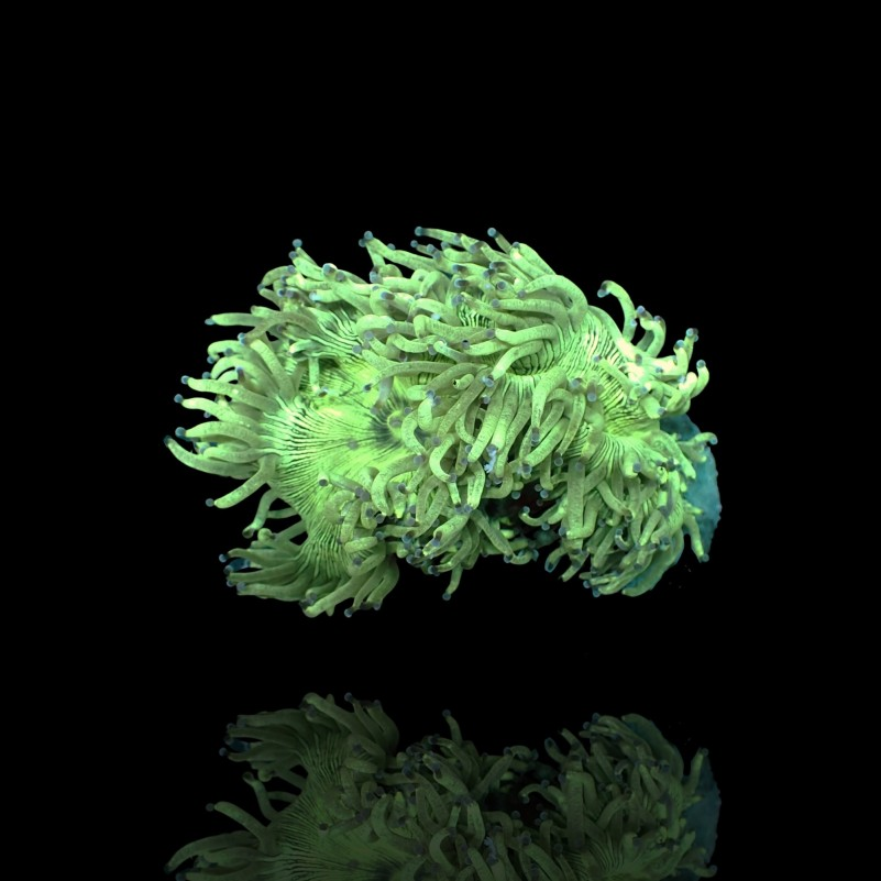 Catalaphyllia Jardinei Indonesia - Elegance Coral - M