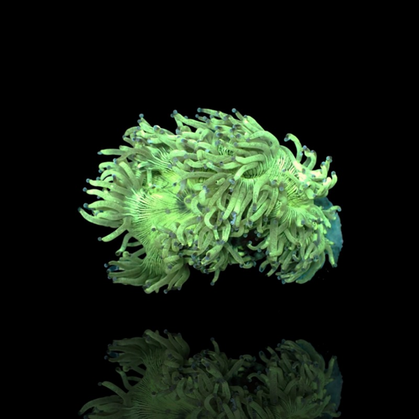 Catalaphyllia Jardinei Indonesia - Elegance Coral - M
