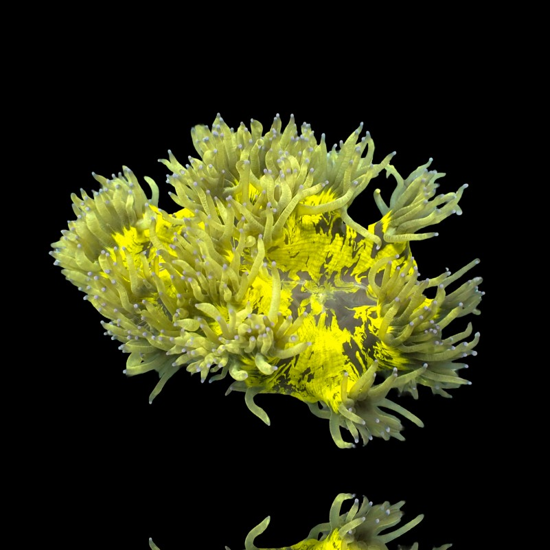 Catalaphyllia Jardinei Indonesia - Elegance Coral - L