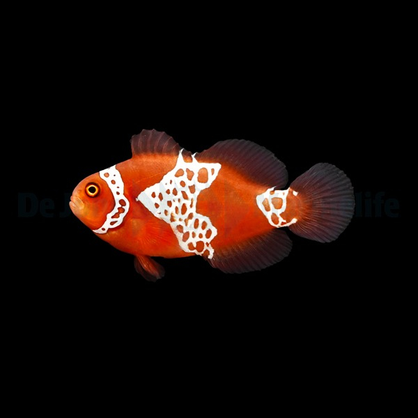 Amphiprion biaculeatus - gibbosus (Lightning)