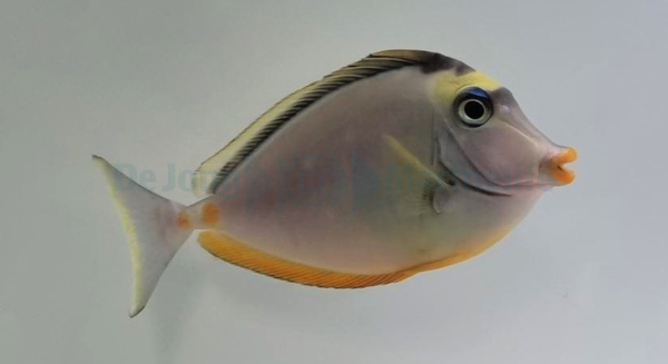 Naso lituratus M
