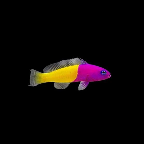 Pseudochromis paccagnellae