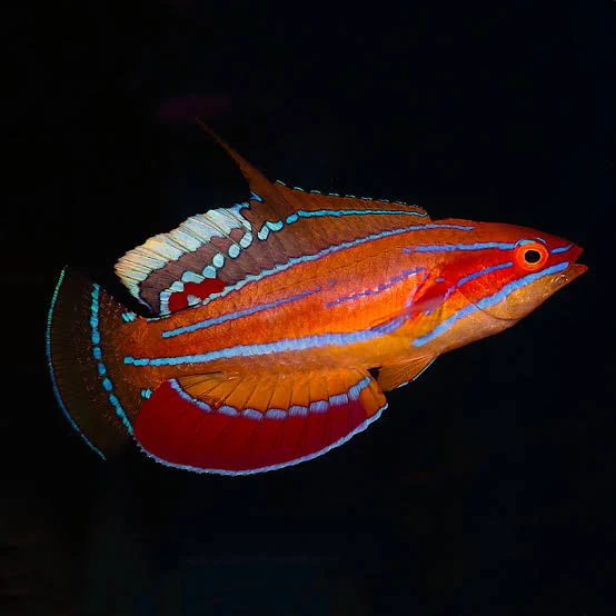 Paracheilinus mccoskeri (female S/M)