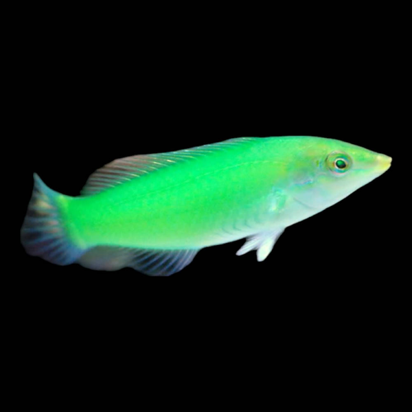 Halichoeres chloropterus - L/XL