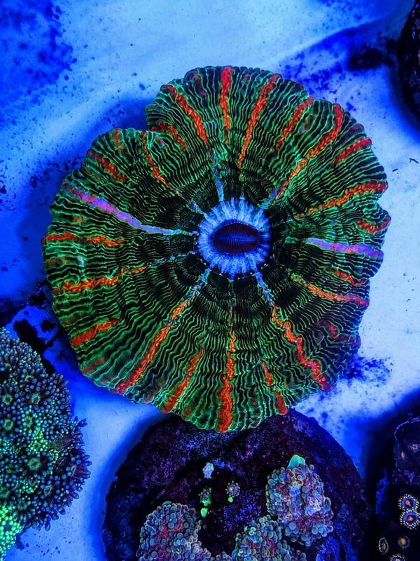 Cynarina lacrymalis Rainbow - WYSWG