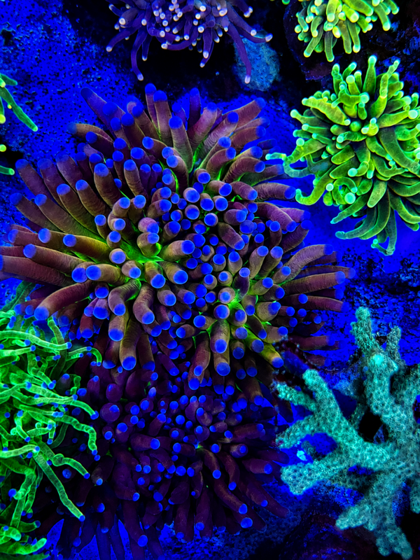 euphyllia joker colony 5-6 heads - wyswg