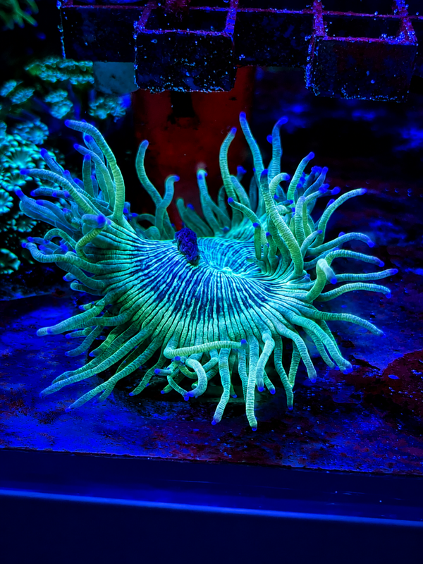 Catalaphyllia Jardinei Indonesia - Elegance Coral - S/M - WYSWG