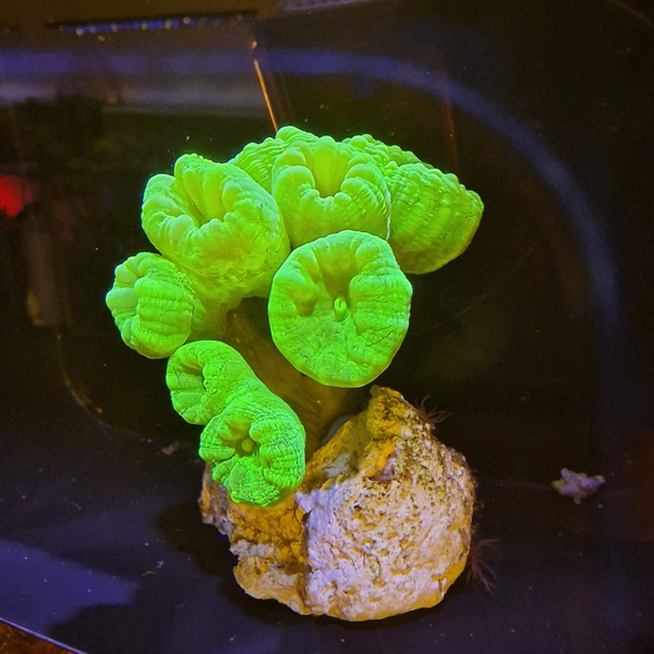 Caulastrea spp green  (5-7polyps)