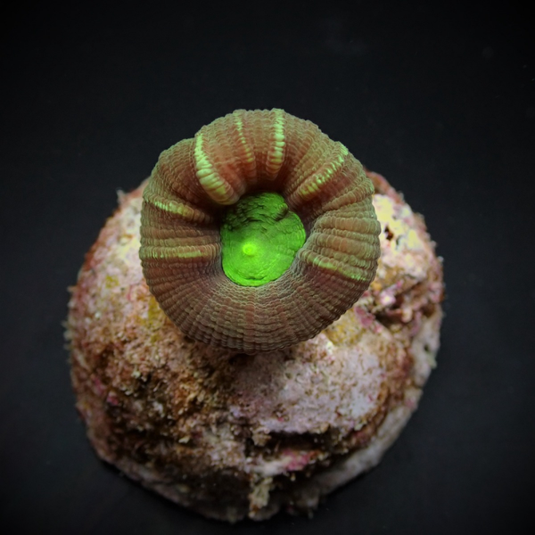 Caulastraea furcata (frag)