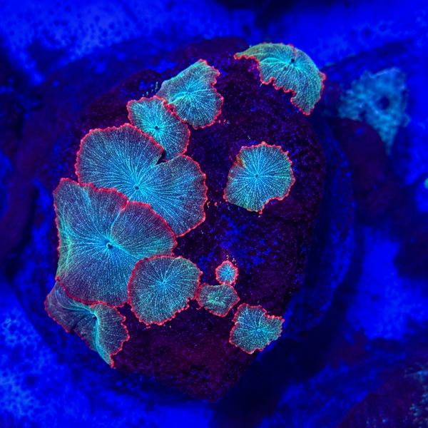 Discosoma red rim (ultra) - WYSWG