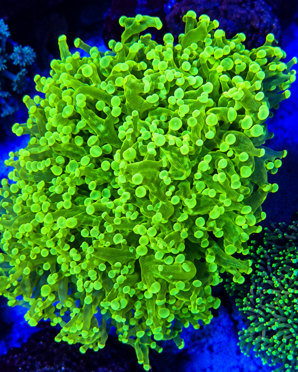 Euphyllia yaeyamaensis (Green) (Ultra) - L / XL - WYSWG