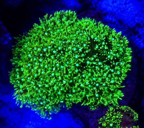 Pachyclavularia super green colony - WYSWG