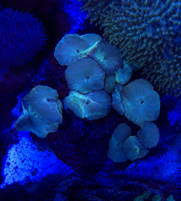 discosoma blue colony - WYSWG