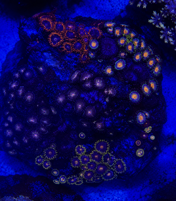 Zoas colony - WYSWG