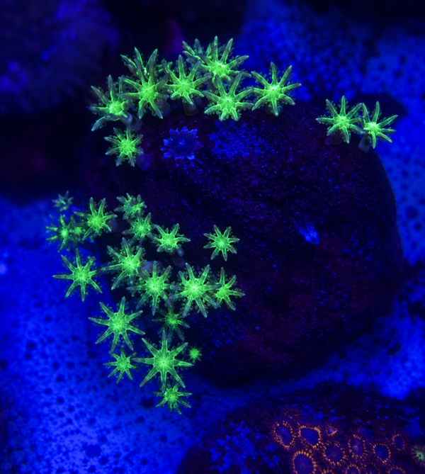Clavularia ULTRA green - WYSWG