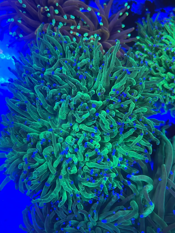 Euphyllia glabrescens (Blueberry) - XXL - WYSWG