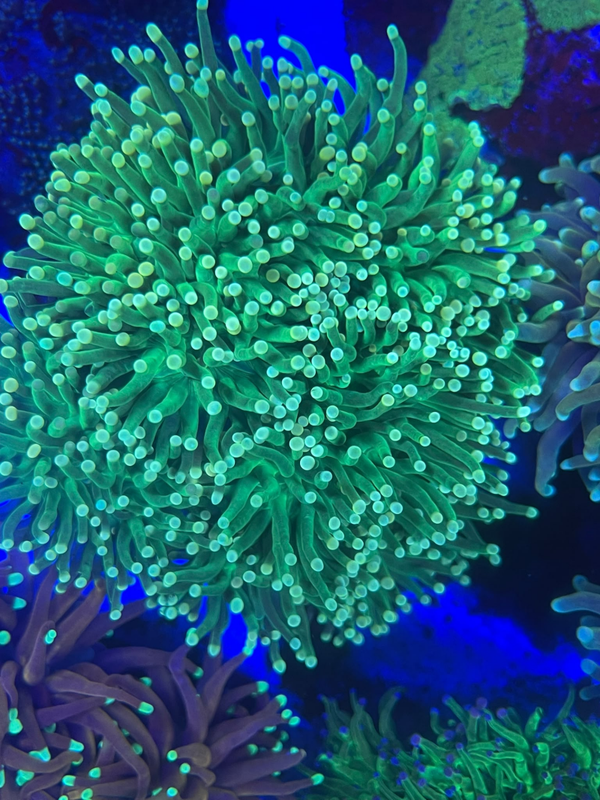 Euphyllia glabrescens - ULTRA green XXL - WYSWG
