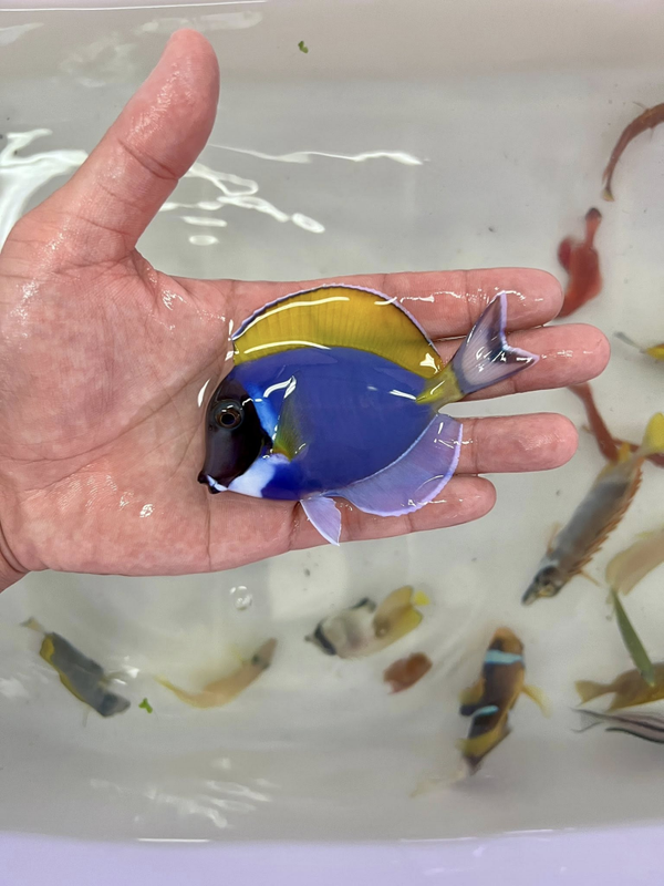 Acanthurus leucosternon (M/L)