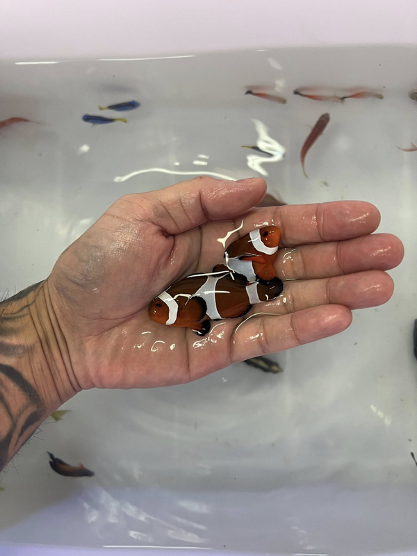Amphiprion ocellaris (PAIR)
