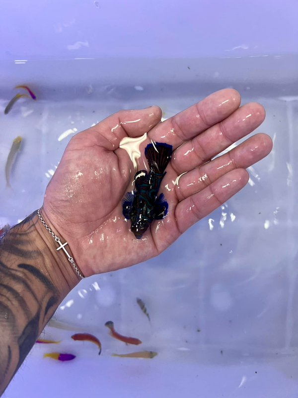 Synchiropus splendidus