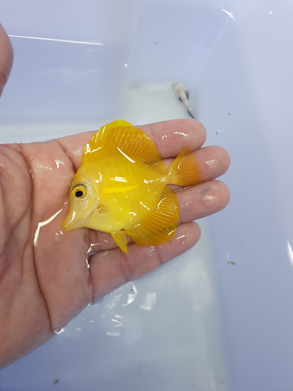Biota Captive-Bred Yellow Tang