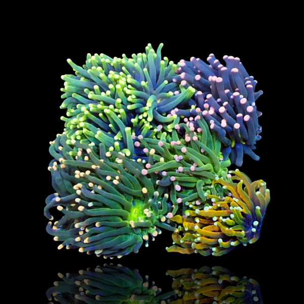 Euphyllia Glabrescens Mix Garden 5 heads